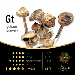 Gt ( golden teacher )