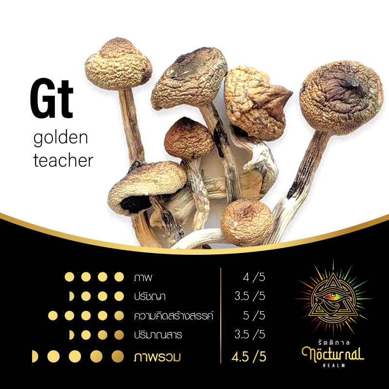 Gt ( golden teacher )