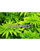 cannabist